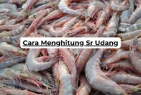 Cara Menghitung Sr Udang