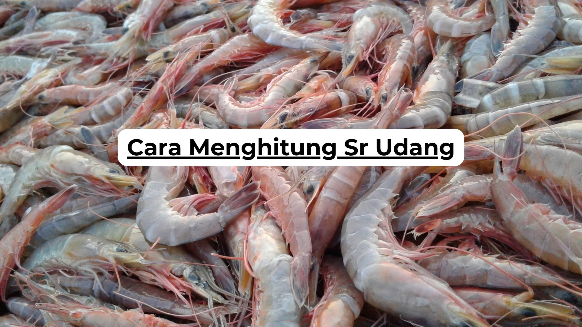 Cara Menghitung Sr Udang