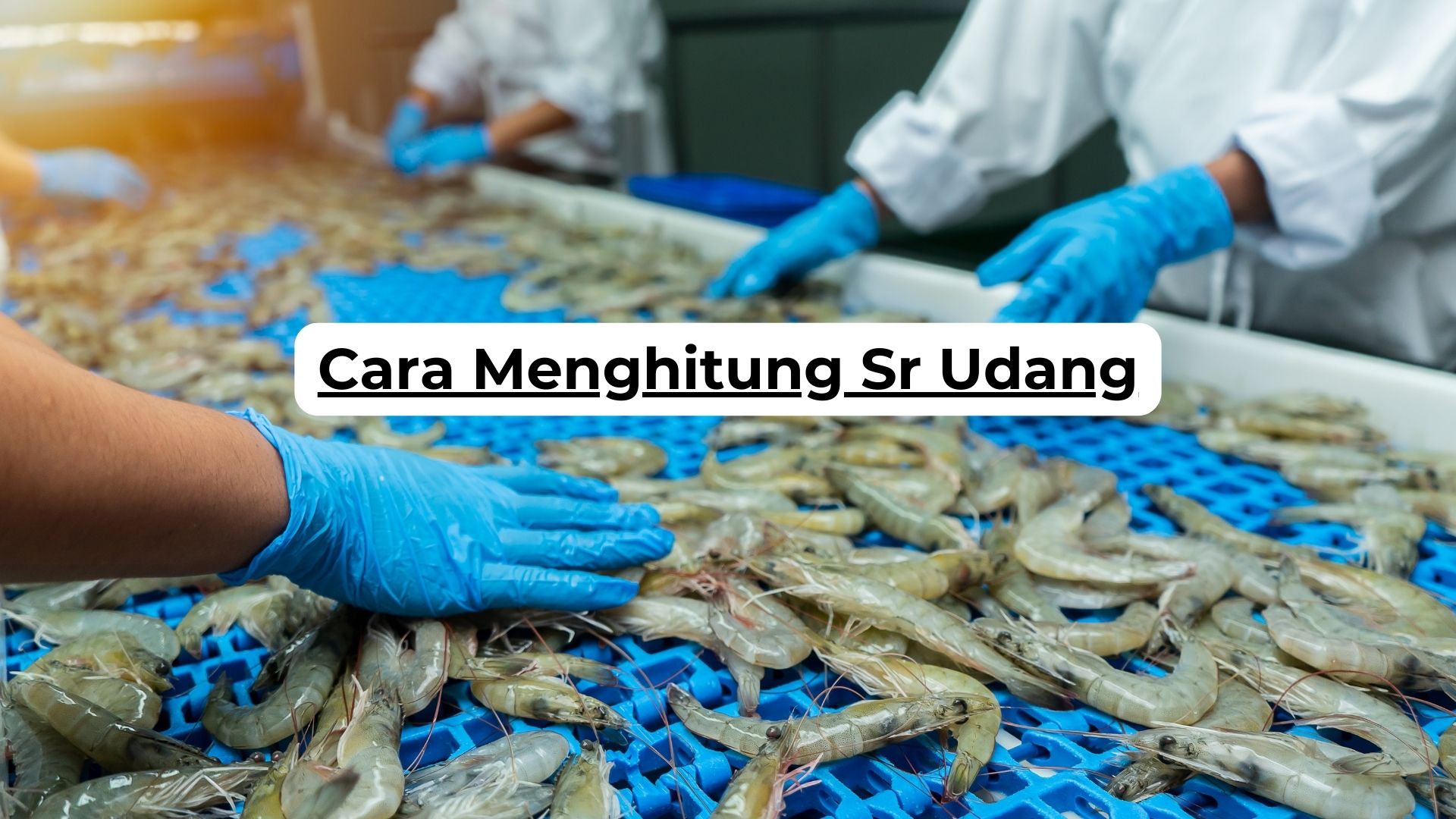 Cara Menghitung Sr Udang