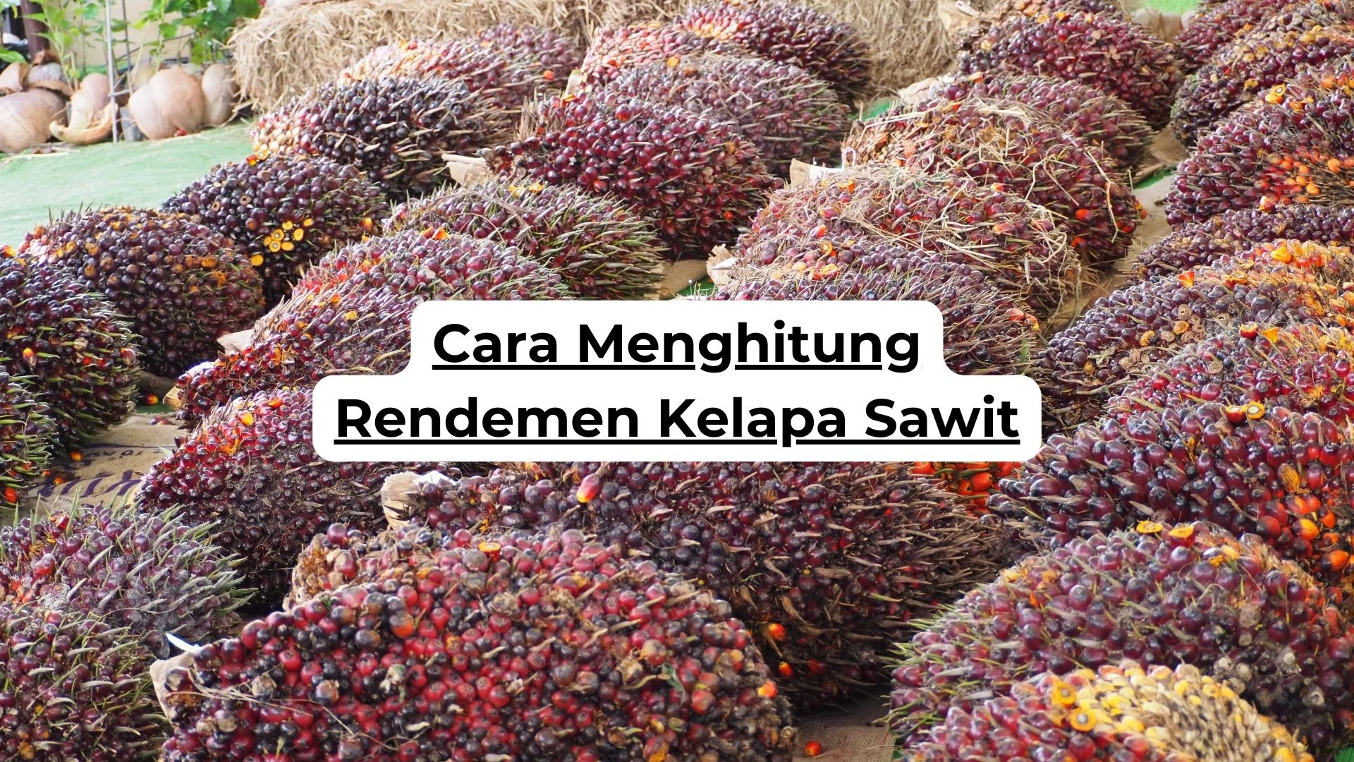 Cara Menghitung Rendemen Kelapa Sawit