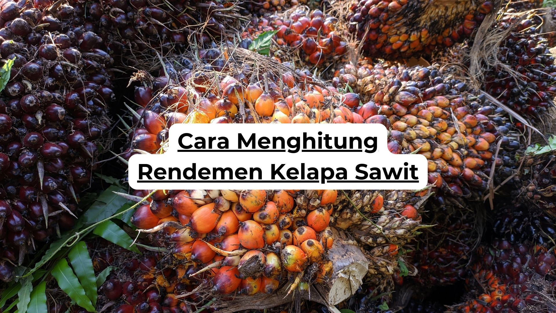 Cara Menghitung Rendemen Kelapa Sawit