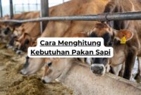 Cara Menghitung Kebutuhan Pakan Sapi