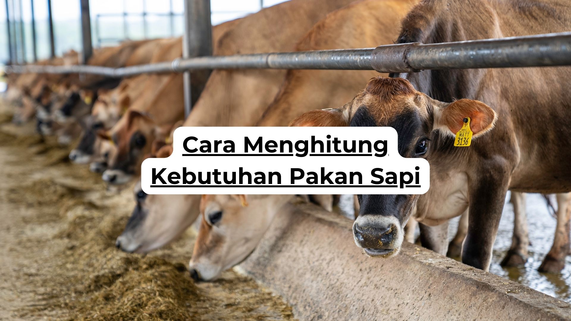 Cara Menghitung Kebutuhan Pakan Sapi