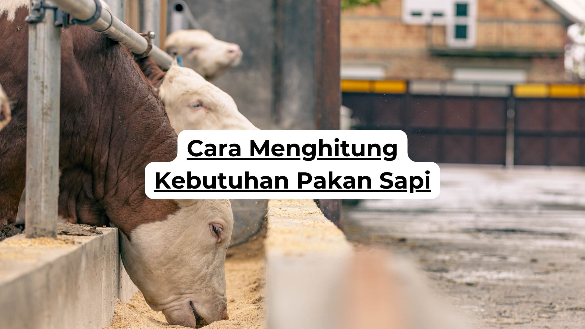 Cara Menghitung Kebutuhan Pakan Sapi