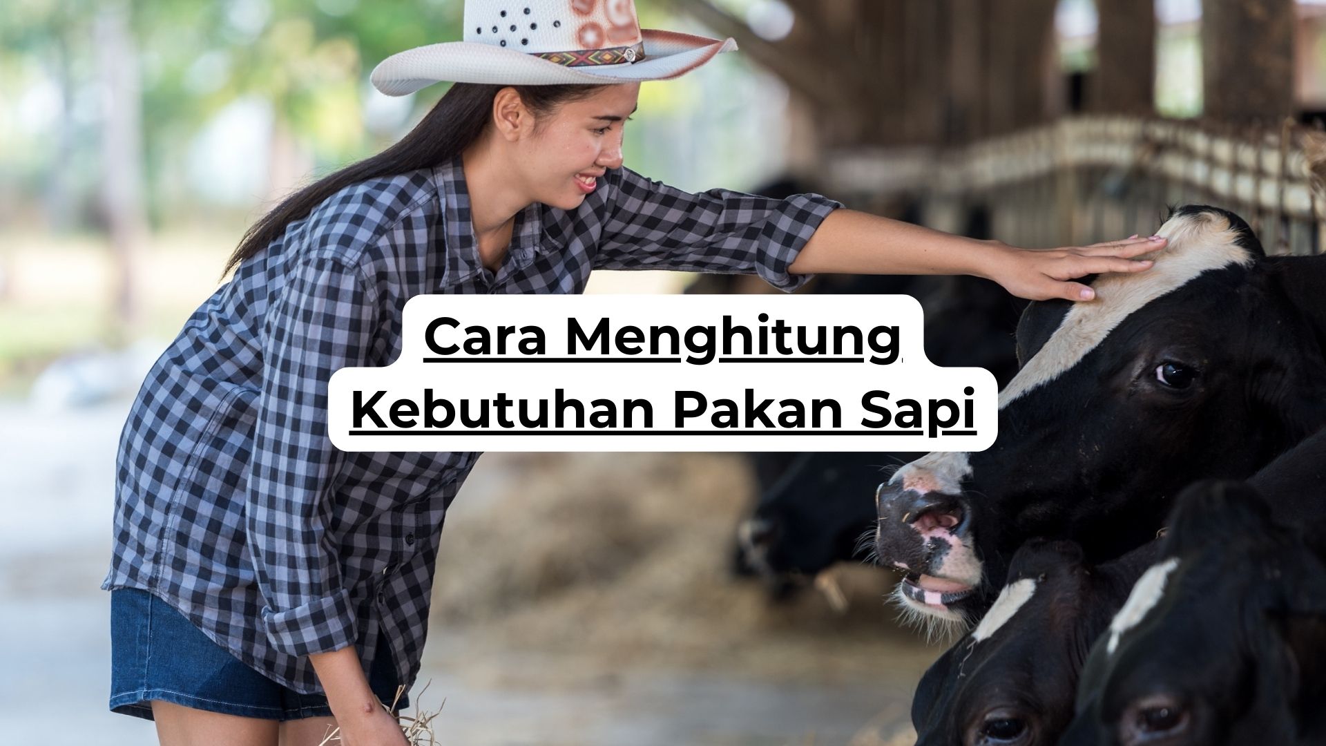 Cara Menghitung Kebutuhan Pakan Sapi