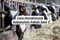 Cara Menghitung Kebutuhan Pakan Sapi