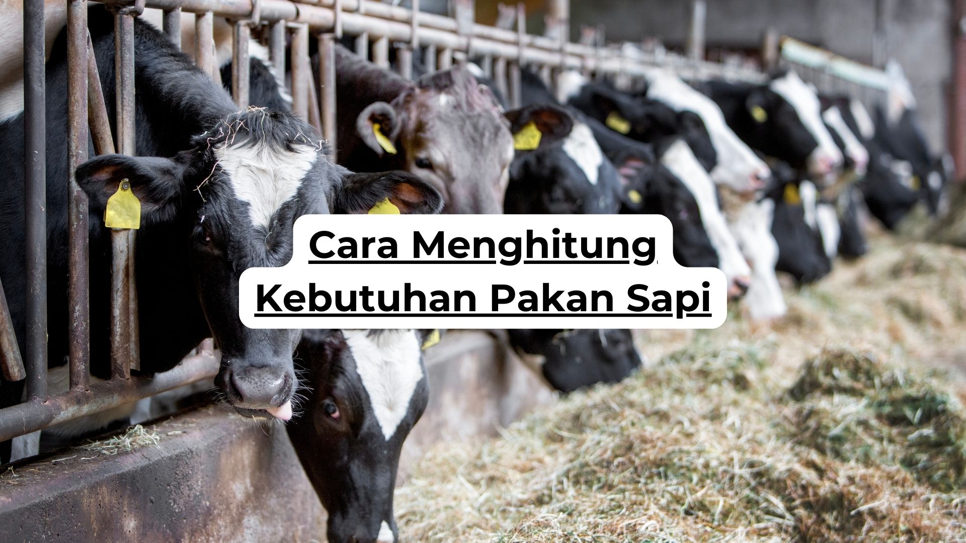 Cara Menghitung Kebutuhan Pakan Sapi