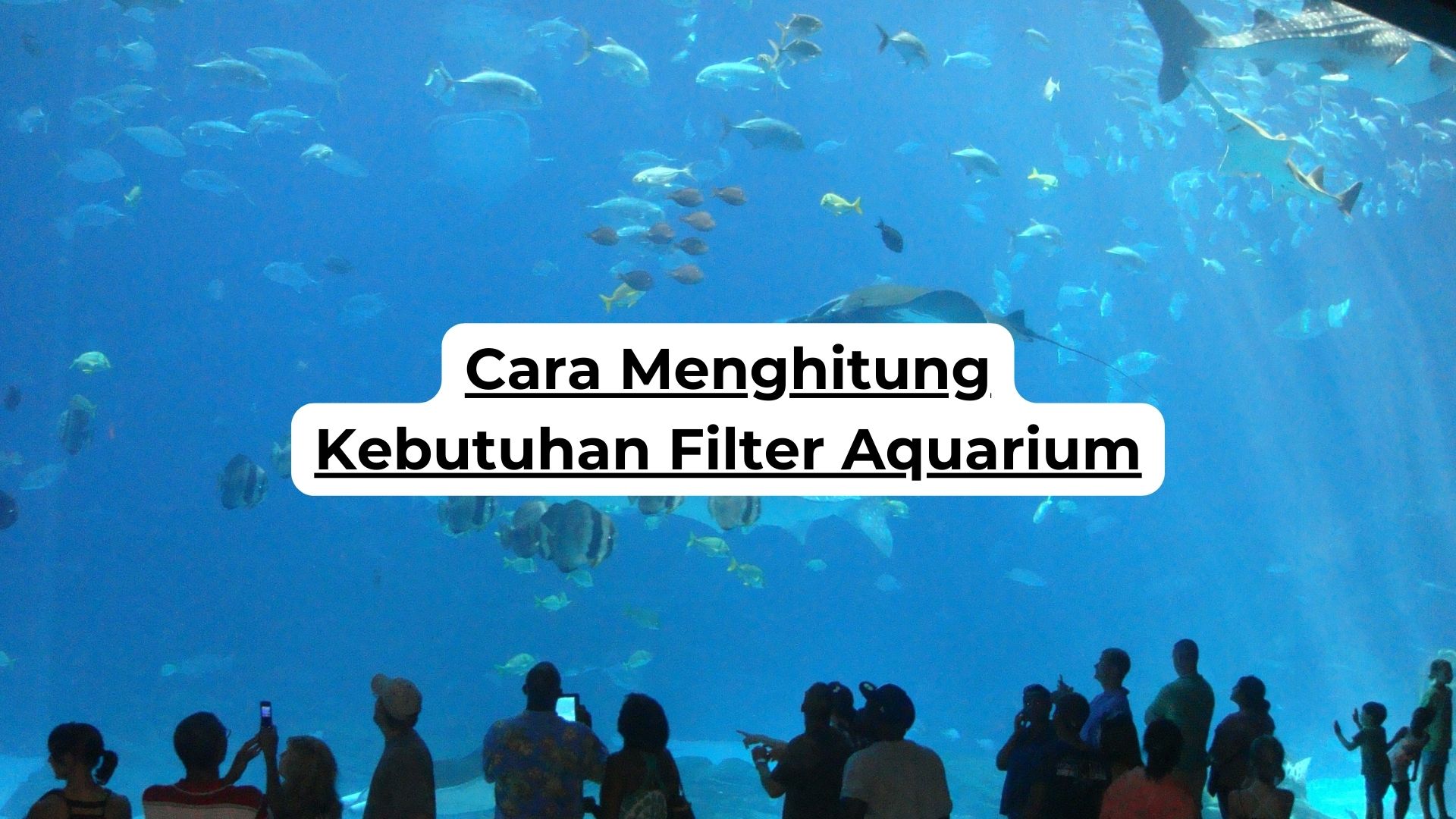 Cara Menghitung Kebutuhan Filter Aquarium