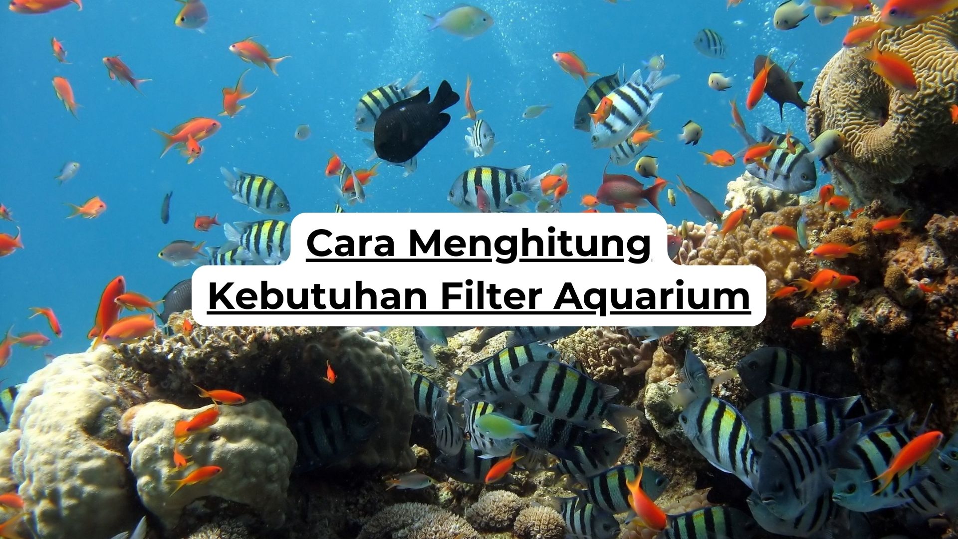 Cara Menghitung Kebutuhan Filter Aquarium