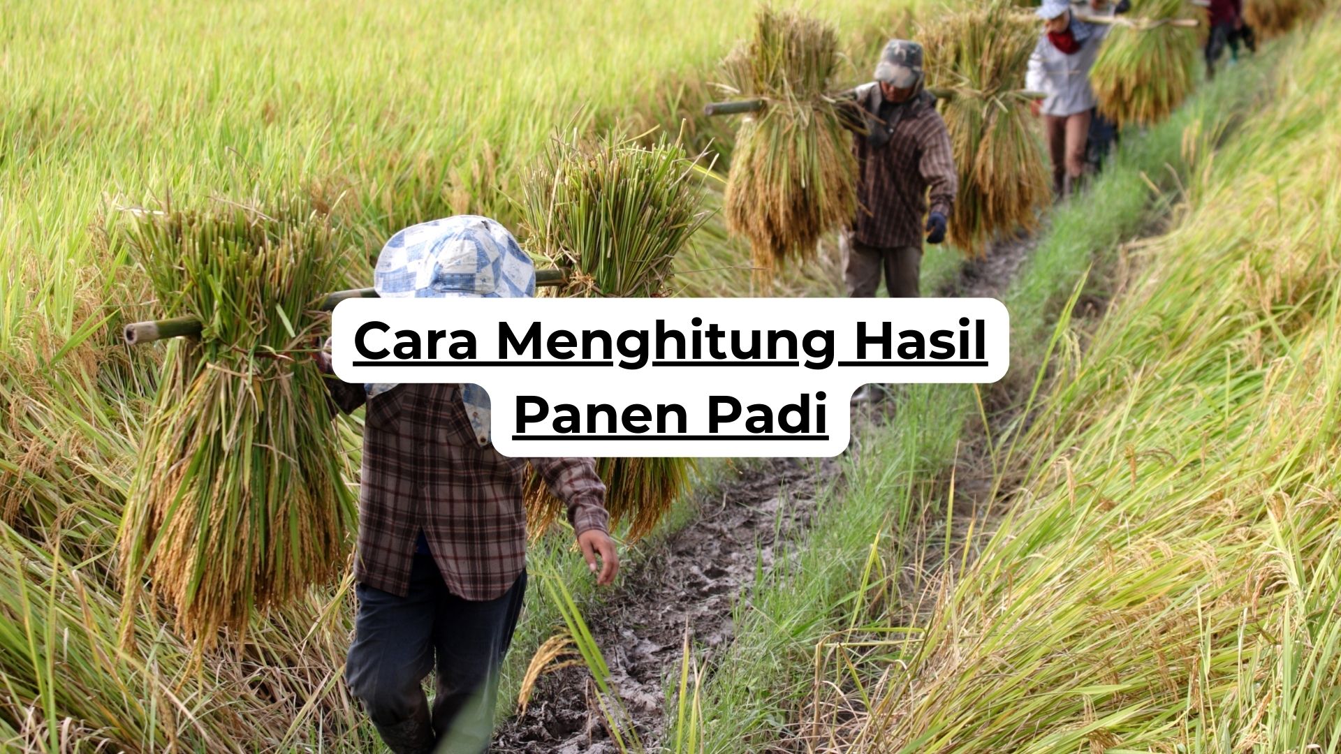 Cara Menghitung Hasil Panen Padi