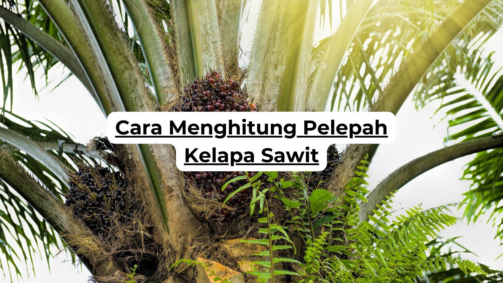 Cara Menghitung Pelepah Kelapa Sawit