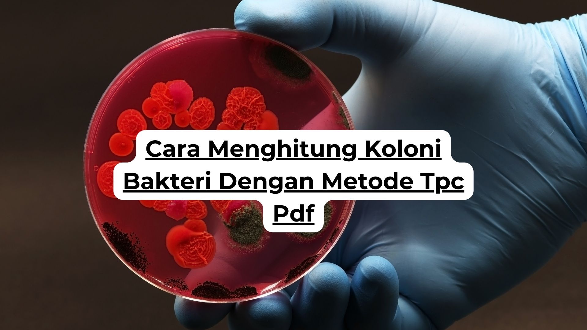 Cara Menghitung Koloni Bakteri Dengan Metode Tpc Pdf