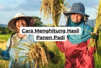 Cara Menghitung Hasil Panen Padi