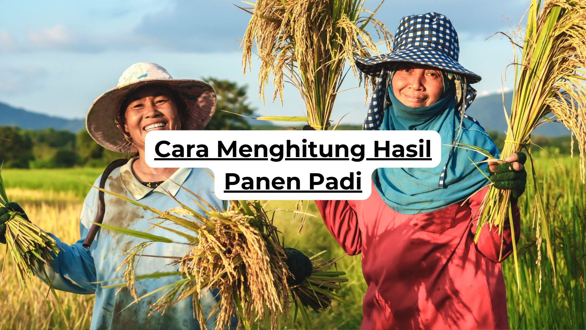 Cara Menghitung Hasil Panen Padi