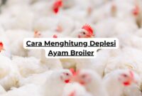 Cara Menghitung Deplesi Ayam Broiler