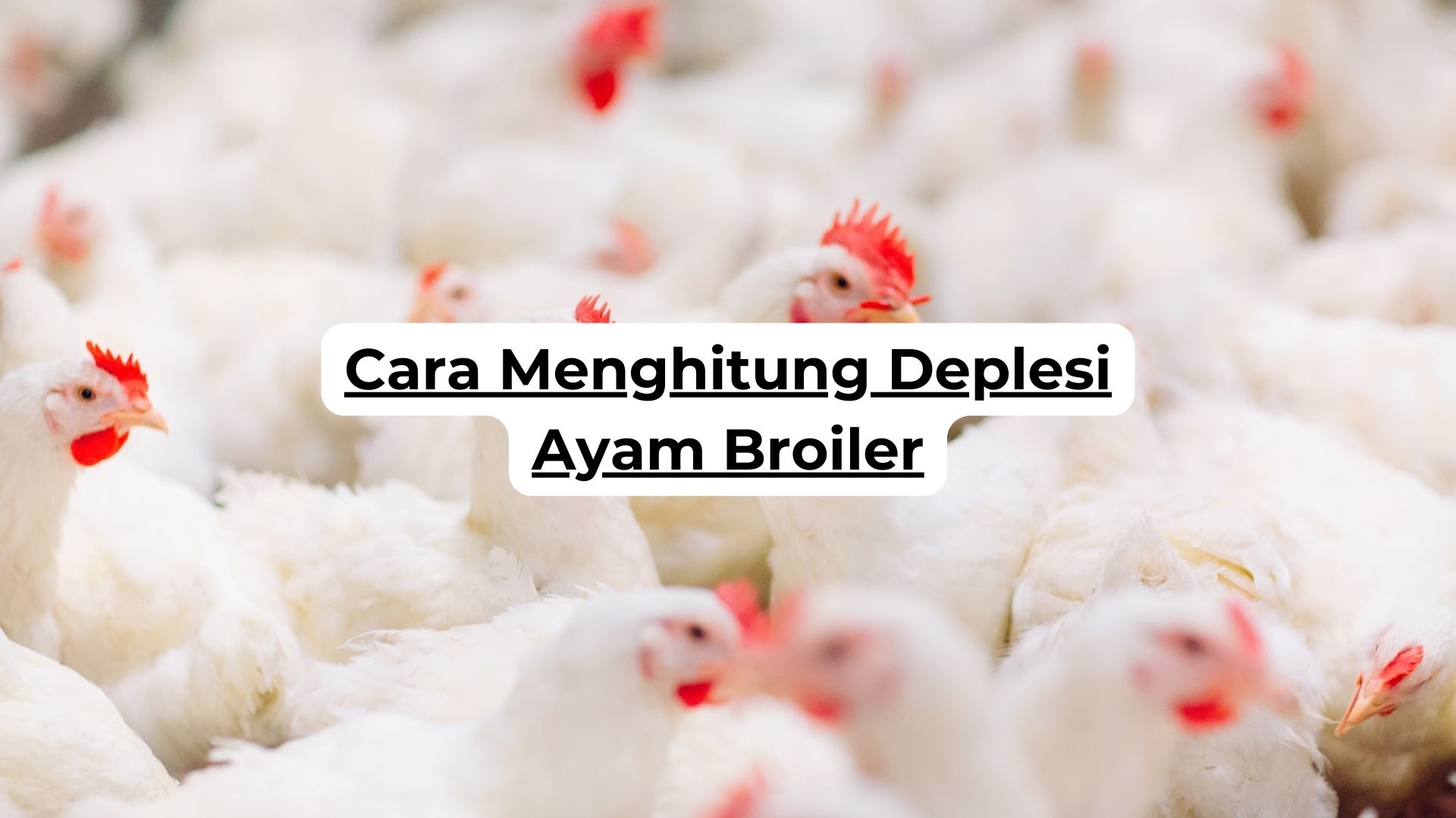 Cara Menghitung Deplesi Ayam Broiler