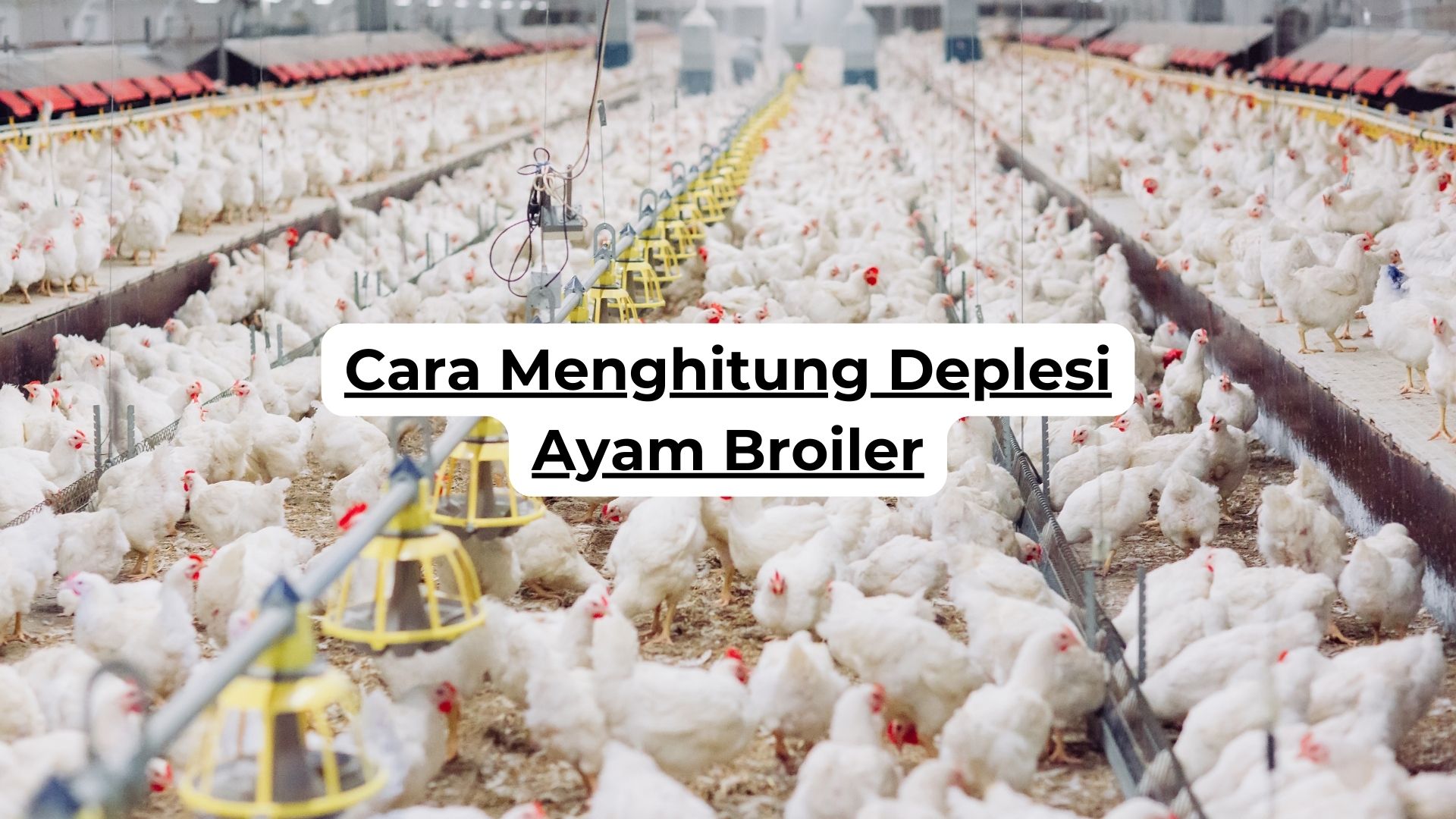 Cara Menghitung Deplesi Ayam Broiler